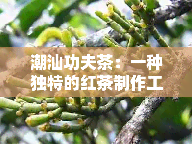 潮汕功夫茶：一种独特的红茶制作工艺还是绿茶？深入探讨其茶叶种类和特点