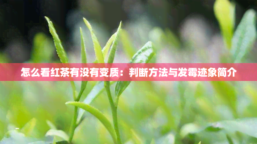 怎么看红茶有没有变质：判断方法与发霉迹象简介