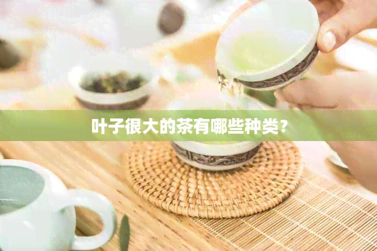 叶子很大的茶有哪些种类？