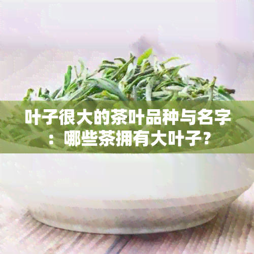 叶子很大的茶叶品种与名字：哪些茶拥有大叶子？