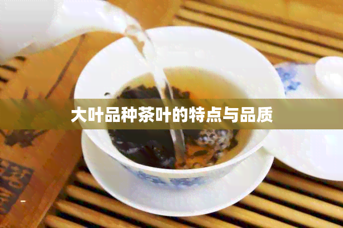 大叶品种茶叶的特点与品质