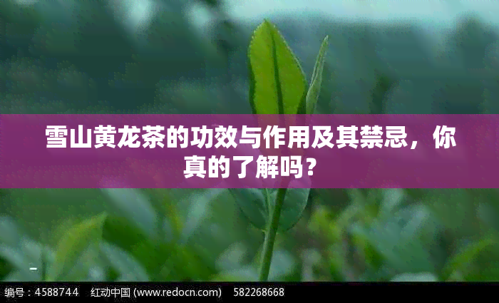 雪山黄龙茶的功效与作用及其禁忌，你真的了解吗？