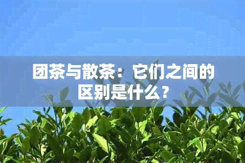 团茶与散茶：它们之间的区别是什么？