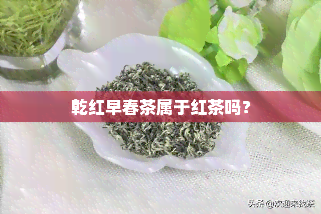 乾红早春茶属于红茶吗？