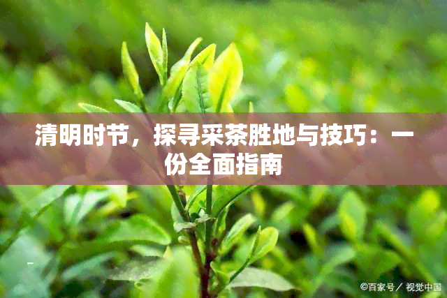 清明时节，探寻采茶胜地与技巧：一份全面指南