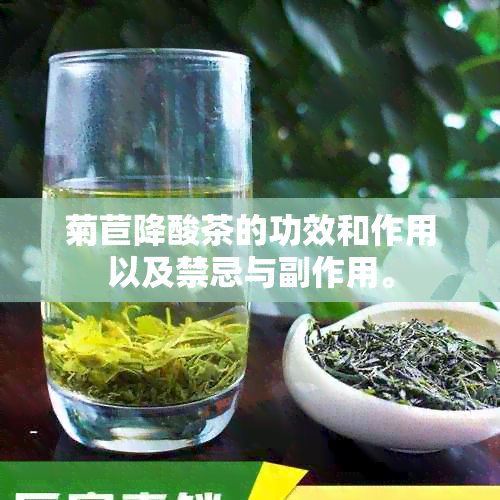 菊苣降酸茶的功效和作用以及禁忌与副作用。