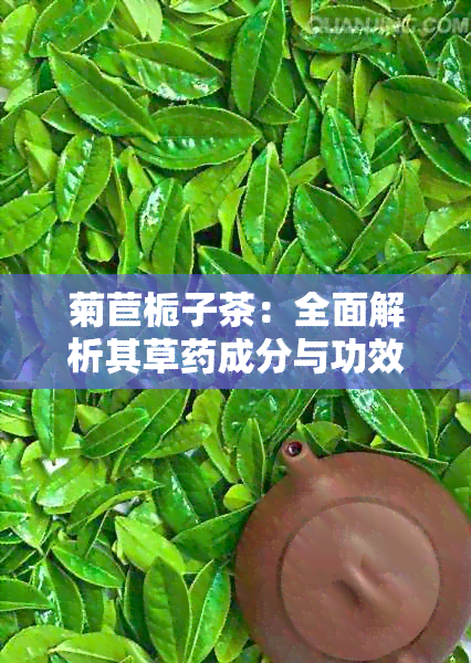 菊苣栀子茶：全面解析其草成分与功效，解答您的所有疑问