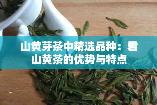 山黄芽茶中精选品种：君山黄茶的优势与特点