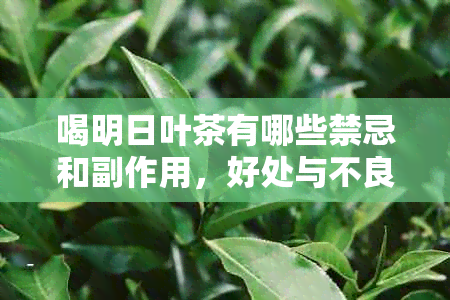 喝明日叶茶有哪些禁忌和副作用，好处与不良反应？