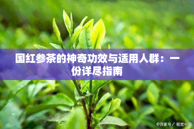 国红参茶的神奇功效与适用人群：一份详尽指南