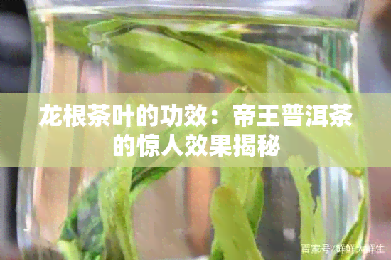 龙根茶叶的功效：帝王普洱茶的惊人效果揭秘