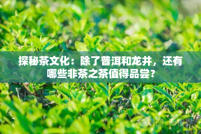 探秘茶文化：除了普洱和龙井，还有哪些非茶之茶值得品尝？