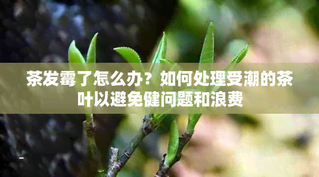 茶发霉了怎么办？如何处理受潮的茶叶以避免健问题和浪费