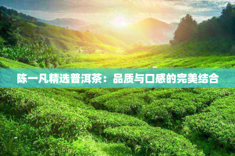 陈一凡精选普洱茶：品质与口感的完美结合