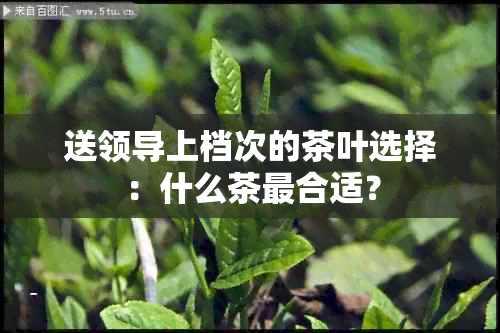 送领导上档次的茶叶选择：什么茶最合适？