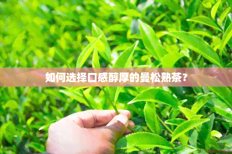 如何选择口感醇厚的曼松熟茶？