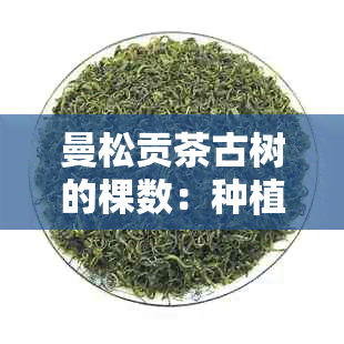 曼松贡茶古树的棵数：种植情况解析