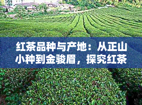 红茶品种与产地：从正山小种到金骏眉，探究红茶的明显外观、香气与滋味差异