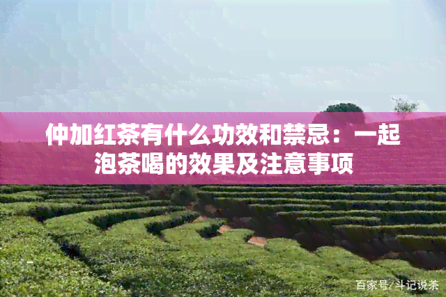 仲加红茶有什么功效和禁忌：一起泡茶喝的效果及注意事项