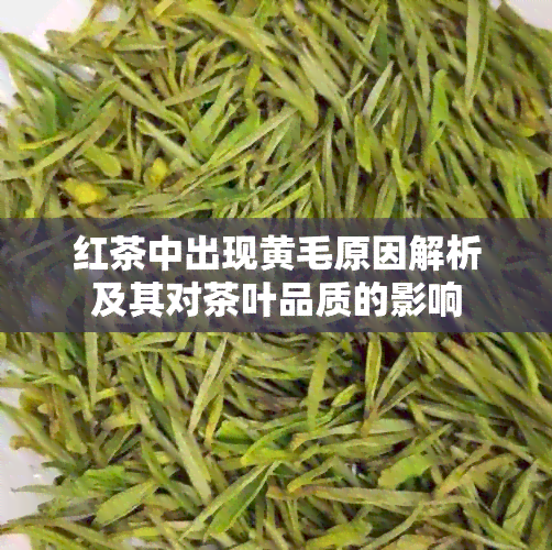 红茶中出现黄毛原因解析及其对茶叶品质的影响