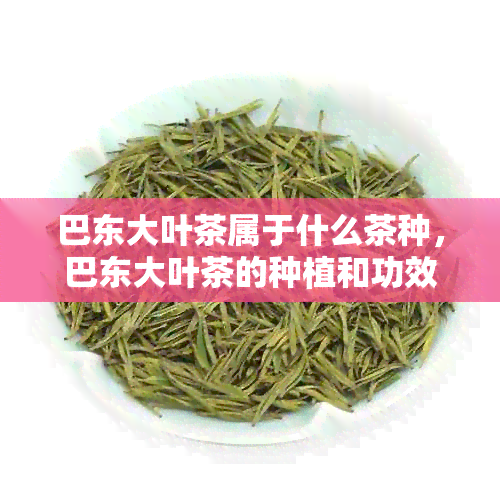 巴东大叶茶属于什么茶种，巴东大叶茶的种植和功效。