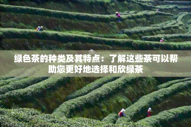 绿色茶的种类及其特点：了解这些茶可以帮助您更好地选择和欣绿茶