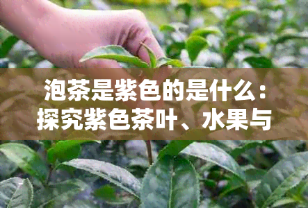 泡茶是紫色的是什么：探究紫色茶叶、水果与茶的综合效果