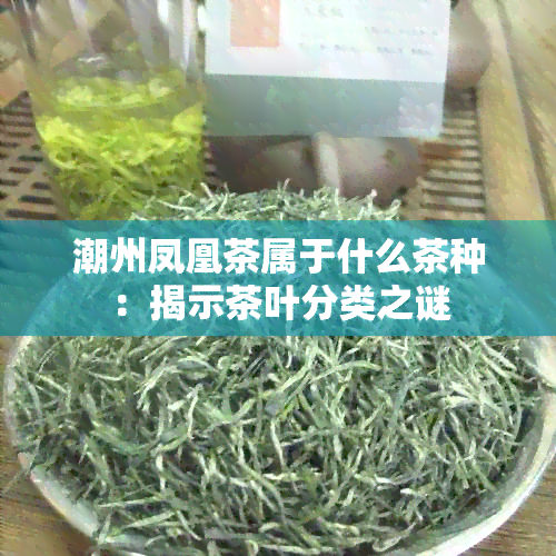 潮州凤凰茶属于什么茶种：揭示茶叶分类之谜