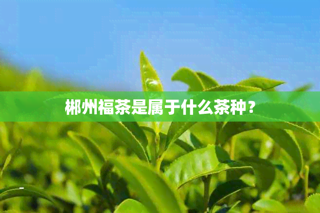 郴州福茶是属于什么茶种？