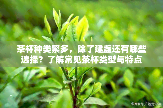 茶杯种类繁多，除了建盏还有哪些选择？了解常见茶杯类型与特点