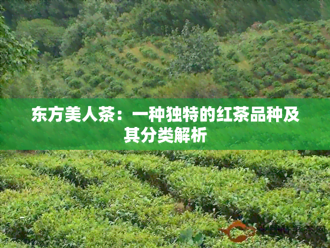 东方美人茶：一种独特的红茶品种及其分类解析