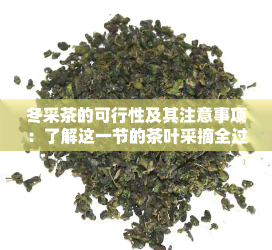 冬采茶的可行性及其注意事项：了解这一节的茶叶采摘全过程