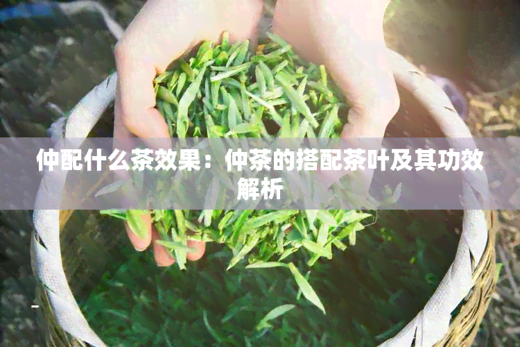 仲配什么茶效果：仲茶的搭配茶叶及其功效解析