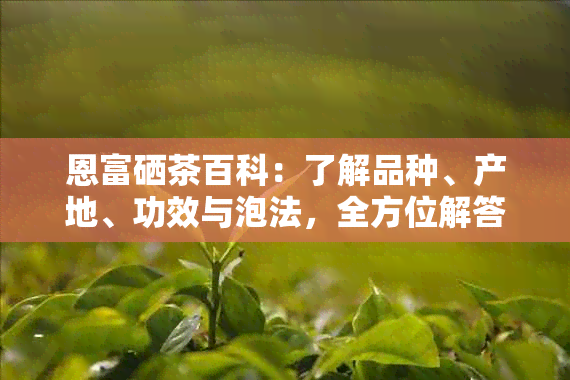 恩富硒茶百科：了解品种、产地、功效与泡法，全方位解答您的疑问