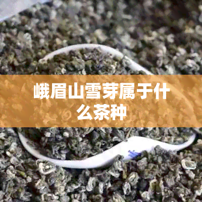 峨眉山雪芽属于什么茶种