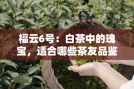 福云6号：白茶中的瑰宝，适合哪些茶友品鉴？