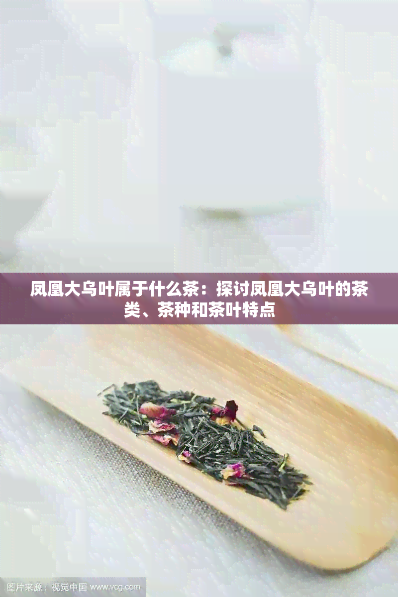 凤凰大乌叶属于什么茶：探讨凤凰大乌叶的茶类、茶种和茶叶特点