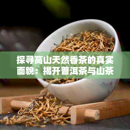 探寻高山天然香茶的真实面貌：揭开普洱茶与山茶的茶叶之谜