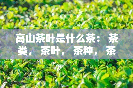 高山茶叶是什么茶： 茶类， 茶叶， 茶种， 茶的分类