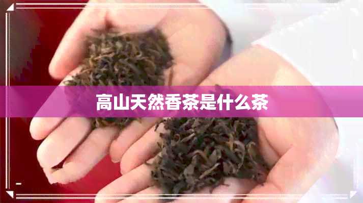 高山天然香茶是什么茶