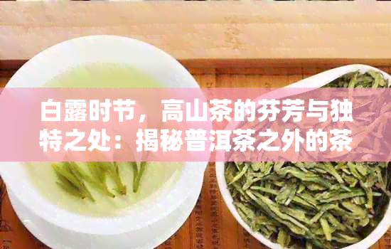 白露时节，高山茶的芬芳与独特之处：揭秘普洱茶之外的茶类奥秘