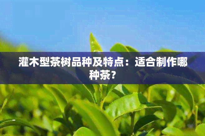 灌木型茶树品种及特点：适合制作哪种茶？