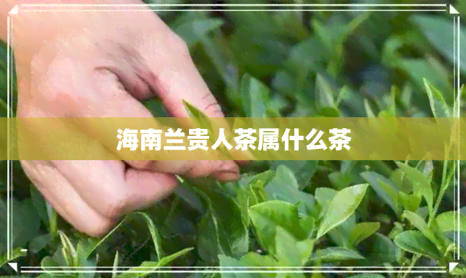 海南兰贵人茶属什么茶