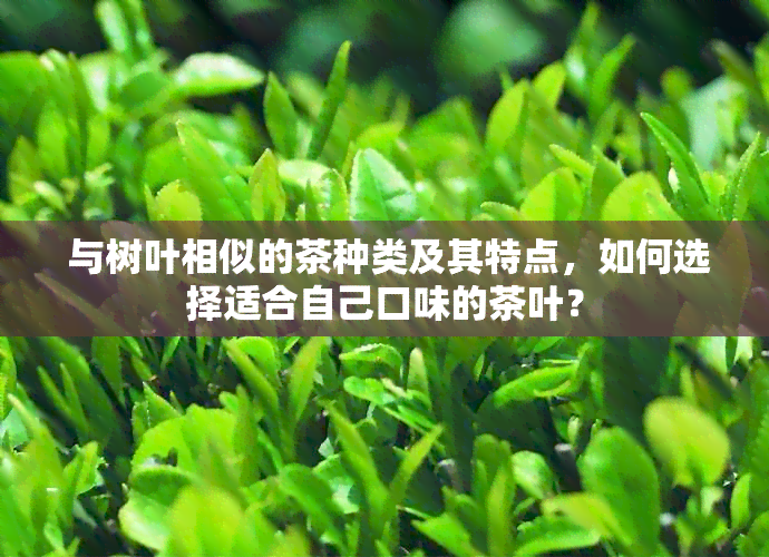  与树叶相似的茶种类及其特点，如何选择适合自己口味的茶叶？