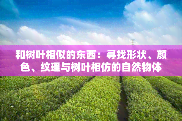 和树叶相似的东西：寻找形状、颜色、纹理与树叶相仿的自然物体