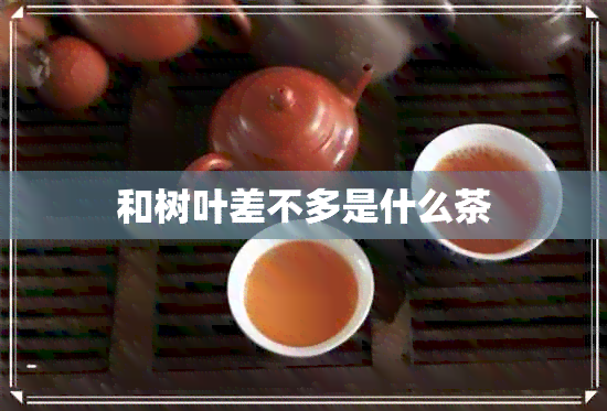 和树叶差不多是什么茶