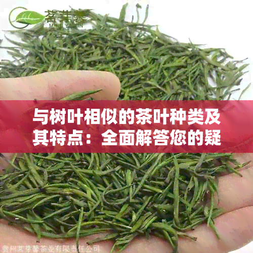 与树叶相似的茶叶种类及其特点：全面解答您的疑问