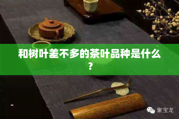 和树叶差不多的茶叶品种是什么？