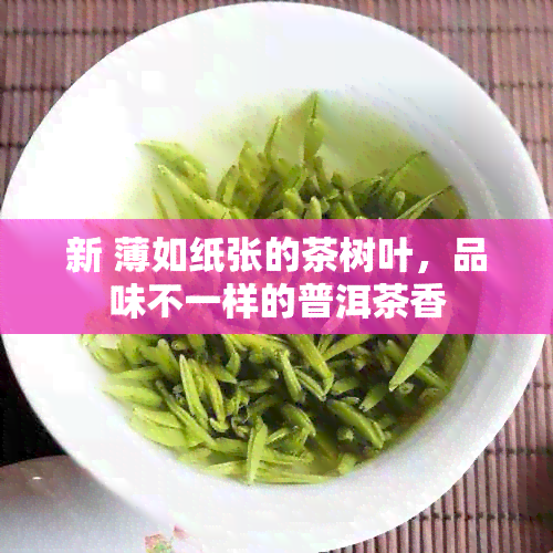 新 薄如纸张的茶树叶，品味不一样的普洱茶香