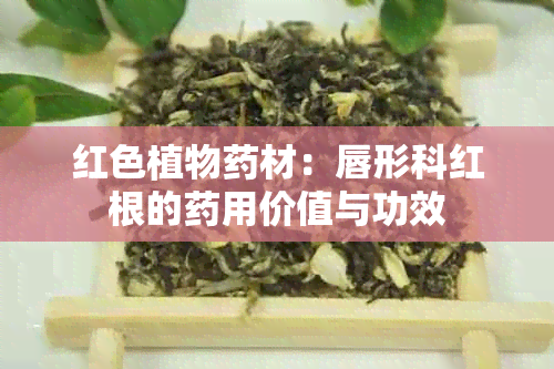 红色植物材：唇形科红根的用价值与功效